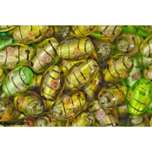 Lamppuhelmi ovaali kukalla 18x14 mm, vihertävät 5 kpl