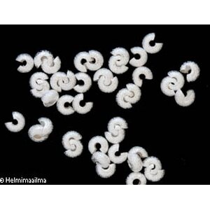 Päällyshelmi stardust kimalle hopeanvärinen 5x4x4 mm, 10 kpl