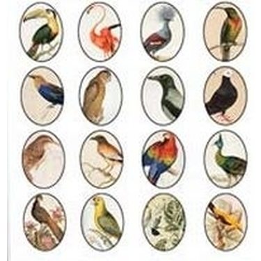 Paperikuvat / Collage sheet linnut, kuva soikea 18x25 mm, 32 kuvaa